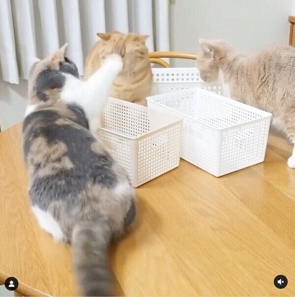 ララちゃんに怒られるココちゃん