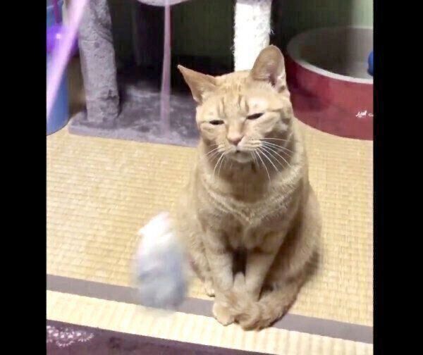 猫じゃらしには見向きもせず、ウトウトするポン子ちゃん