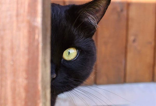 見つめる猫