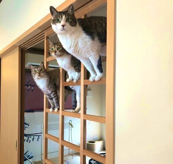 障子で遊ぶ猫