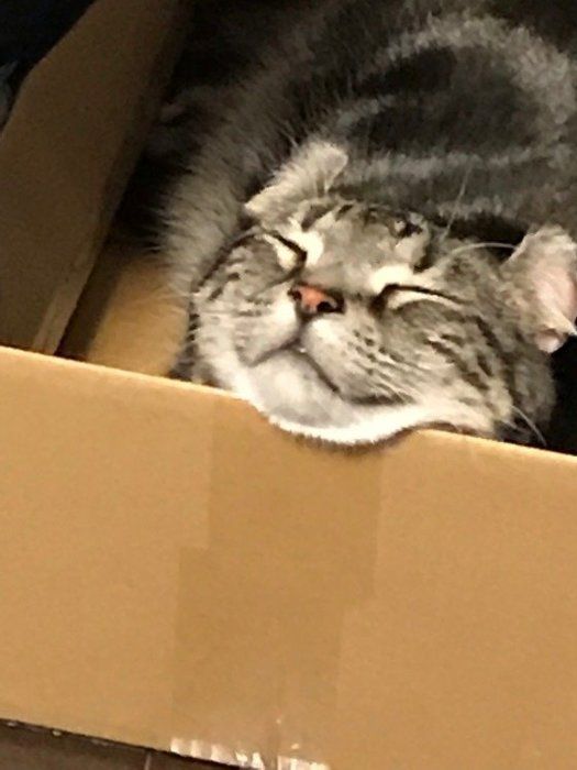 ダンボールにあごのせしている猫