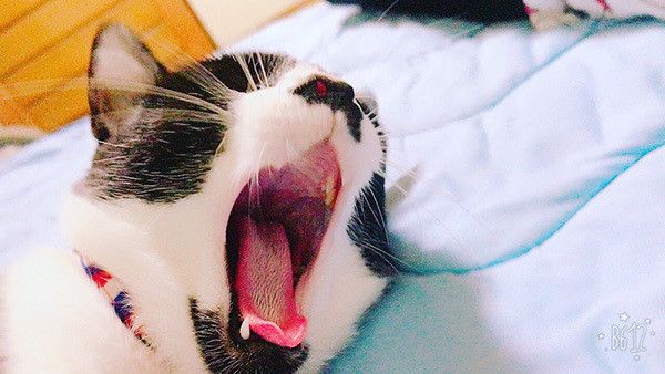 あくびする猫