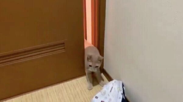 ドアをすり抜けようとするひのきちゃん