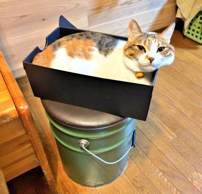 箱に入るテンちゃん