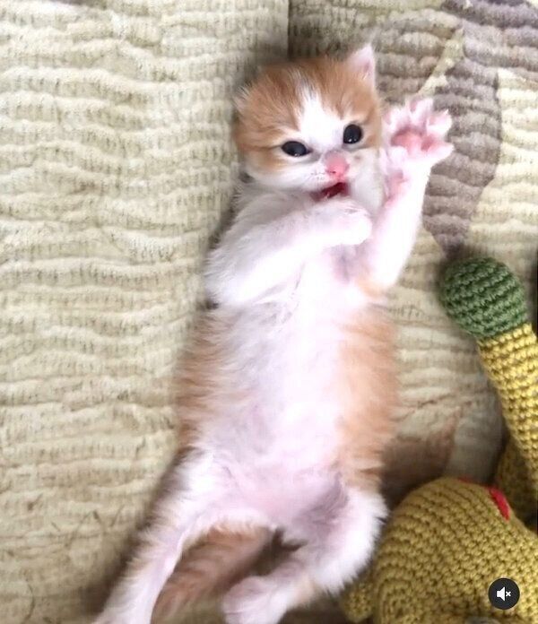 赤ちゃん時代ののぶおちゃん