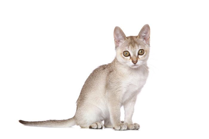 逆輸入 アビシニアンの特徴と飼い方 可愛い画像いっぱい｜ねこのきもち 絵本・児童書