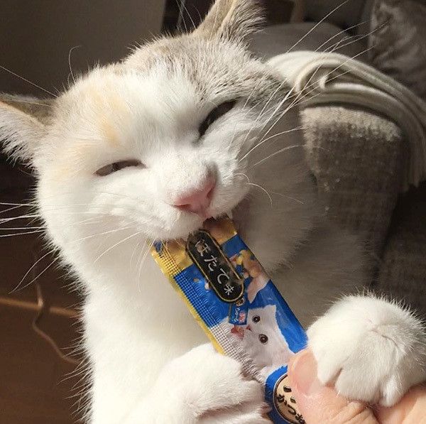 あおいちゃん