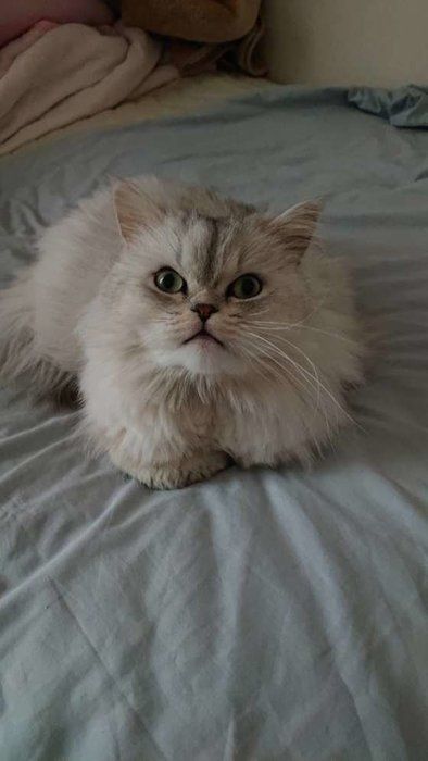 香箱座りする猫