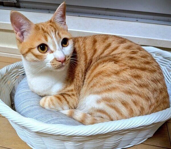 カゴでくつろぐチクワちゃん。