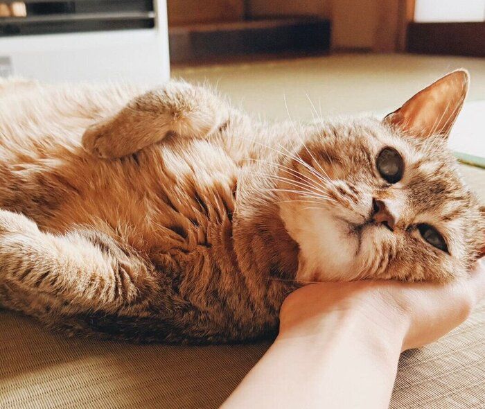 リラックスした様子で、飼い主さんの手に頭を預けるまるちゃん