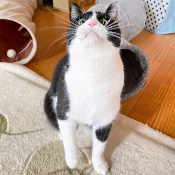 ヒゲが立派な猫