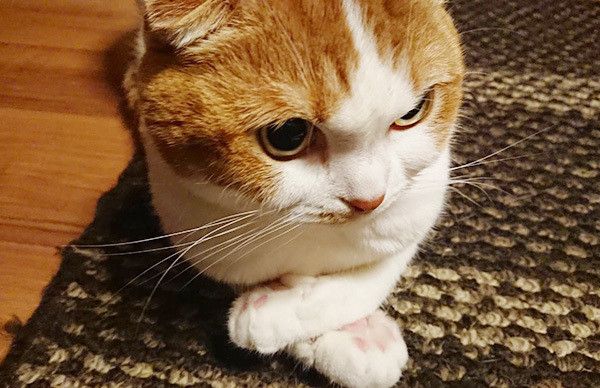 見つめる猫
