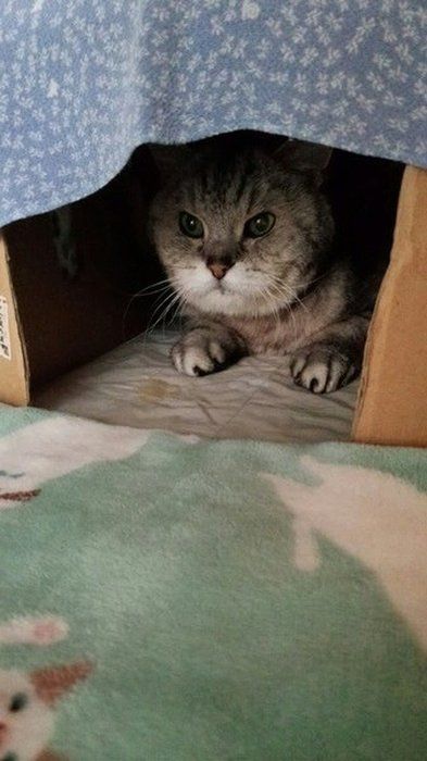 ハウス