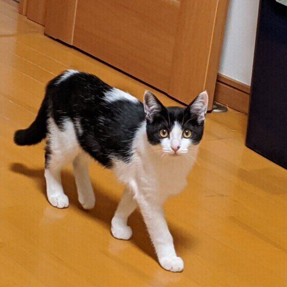 歩いている猫(MIX、メス)