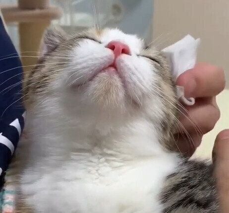 耳掃除にうっとりするミヌエット