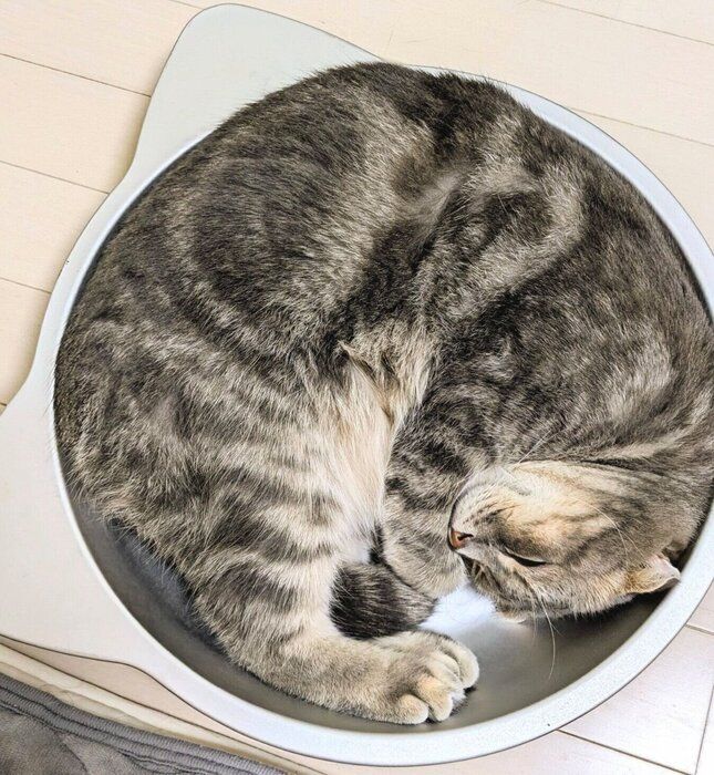 4才になったまんぼうくん