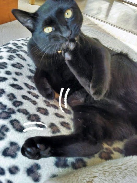愛しき猫のふしぎ