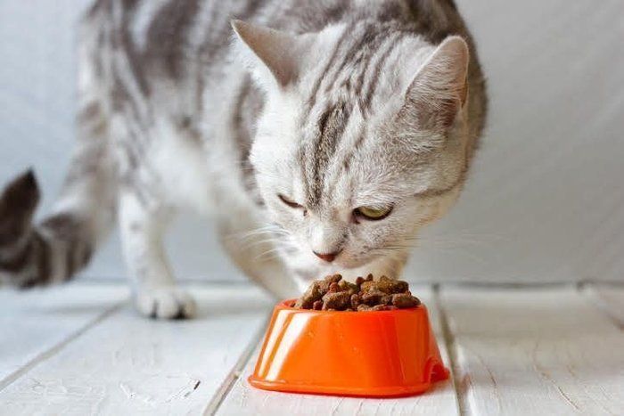 猫とごはん