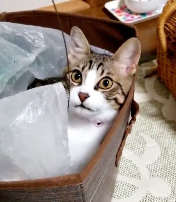 お気に入り囲まれるこてつちゃん