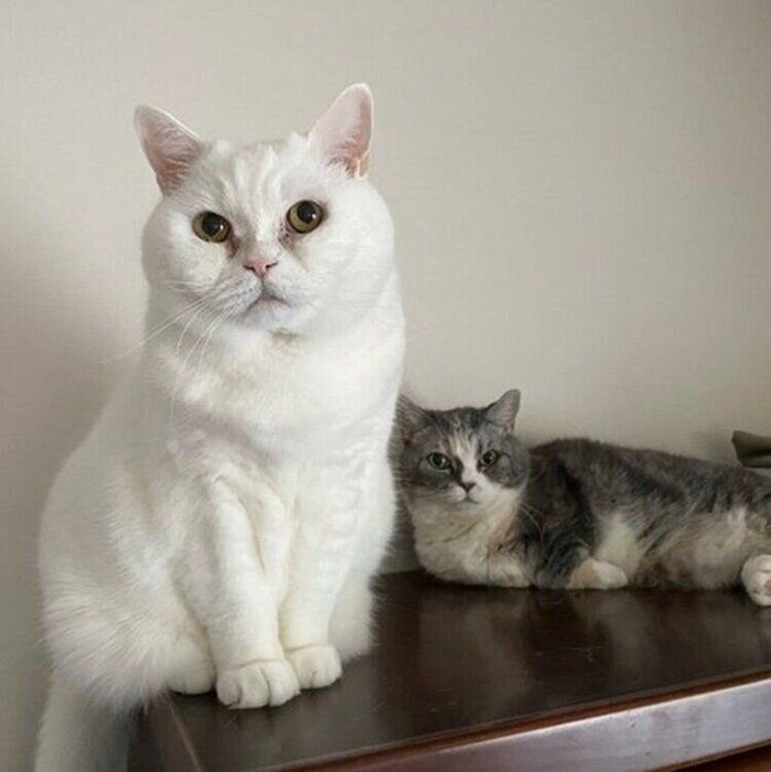 ラフくんと先代猫のややちゃん