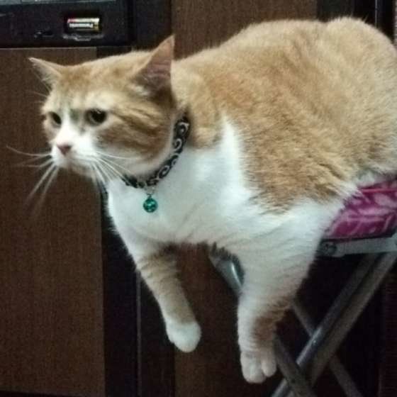 ガクトくん マンチカン