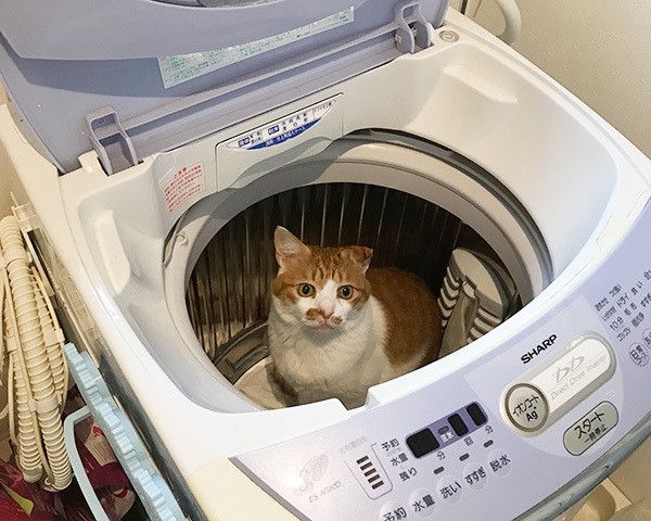 洗濯機に入る猫