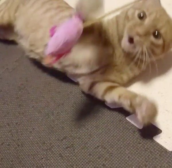 遊ぶ猫