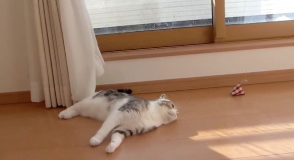 遊ぶ猫