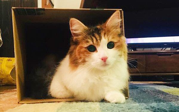 見つめる猫