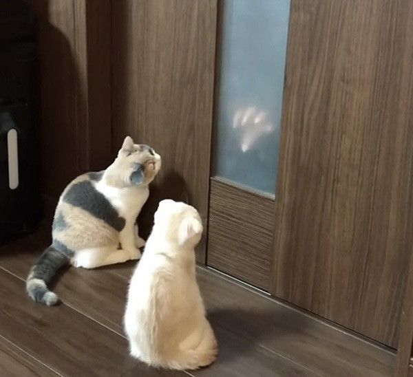 見つめる猫