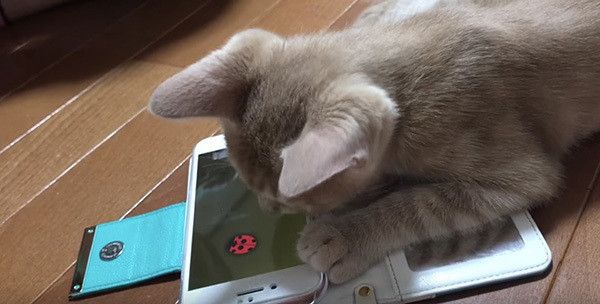 スマホで遊ぶ子猫