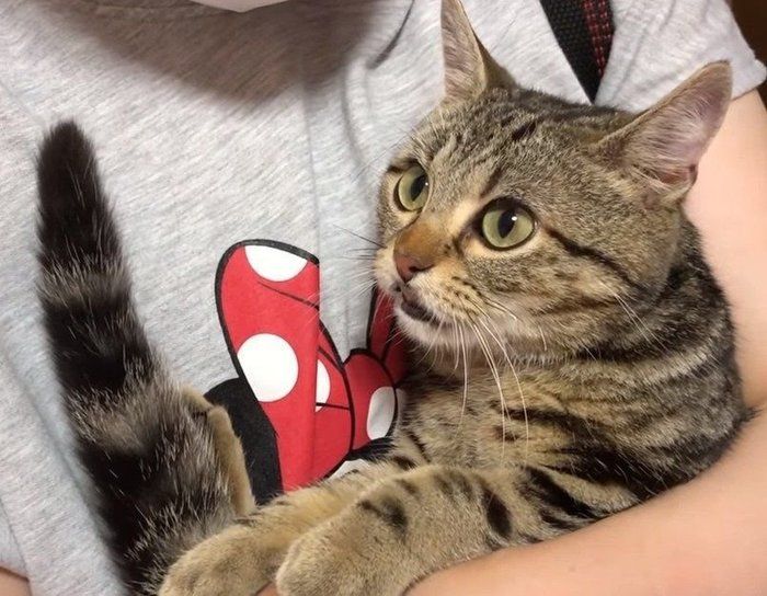 抱っこの猫