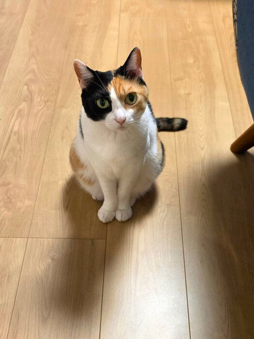 飼い主を見上げる猫