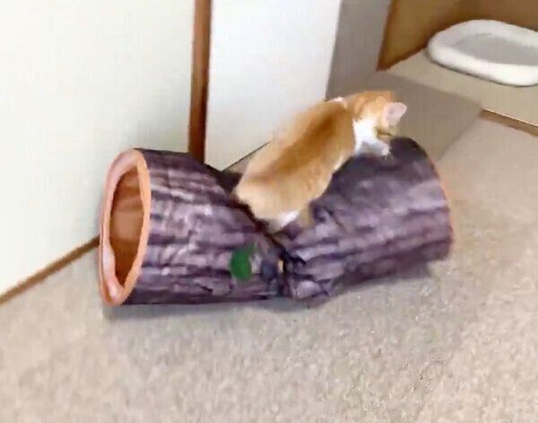 ふわふわの丸太トンネルにジャンプした猫ちゃん