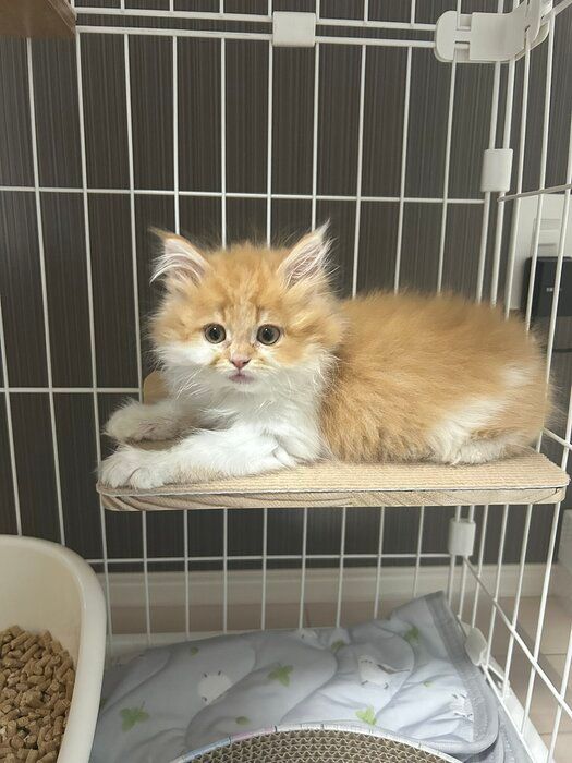 毛並みが“パヤパヤ”していたサイベリアンの子猫→2カ月で毛量が増えて柄が目立つように！