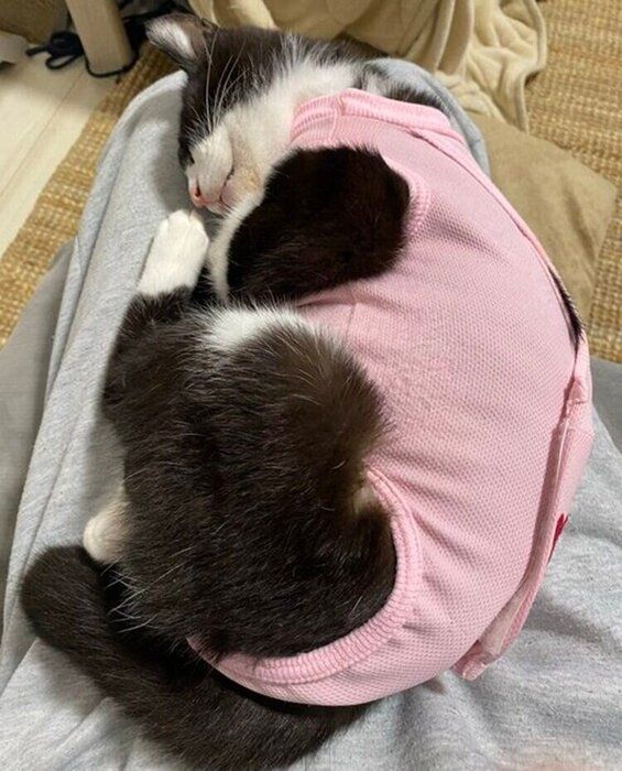 退院したばかりの頃のシノスケくん