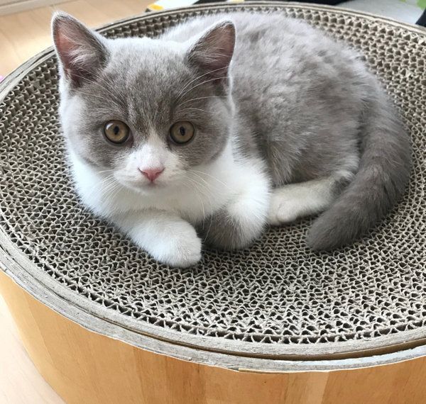 チロルちゃん