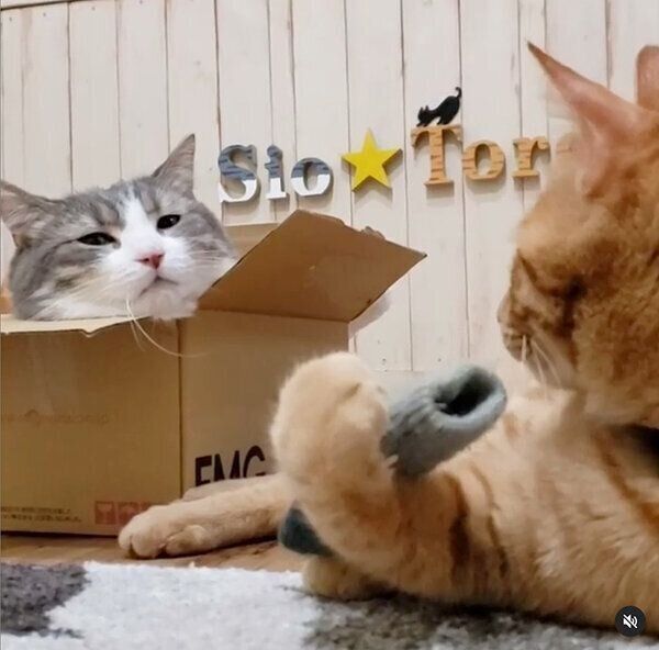 シオくんを見つめるトロくん