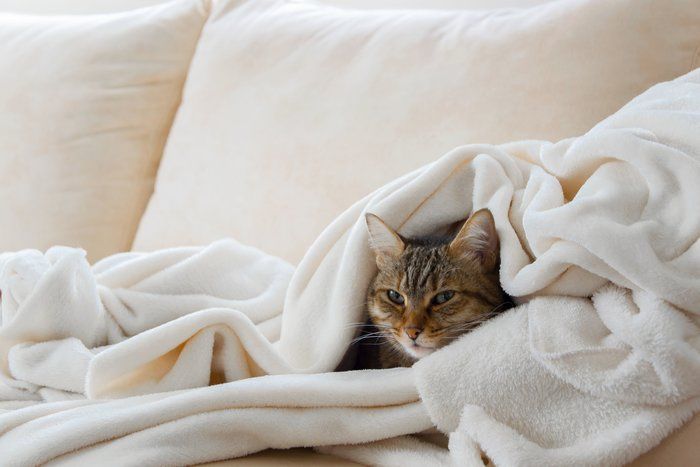 毛布にくるまる猫