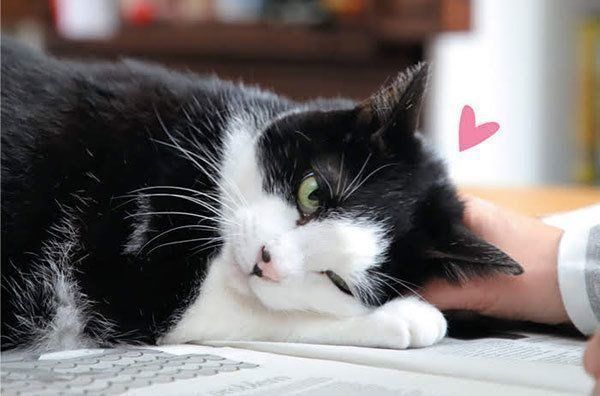 甘える猫