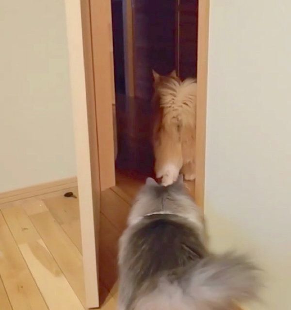 便乗して脱出するルルちゃん
