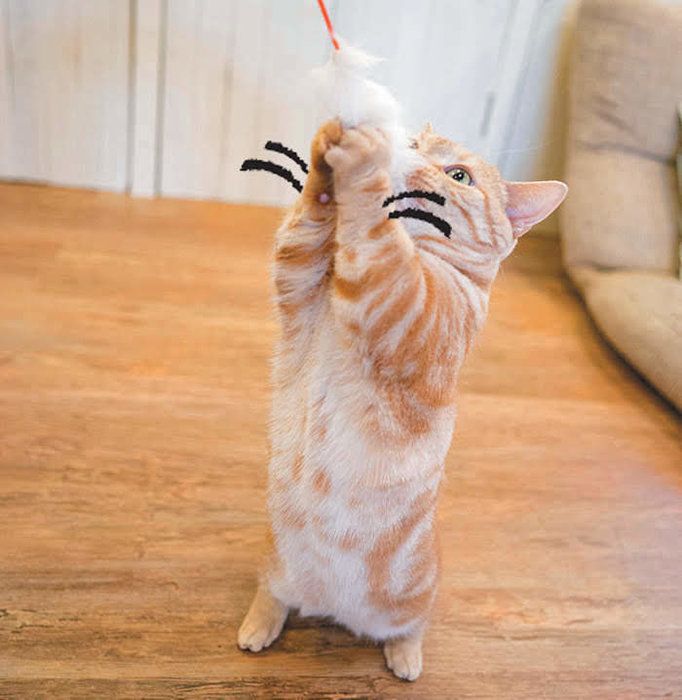 モフモフで遊ぶ猫4