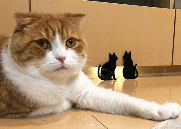 見つめるスコティッシュフォールド