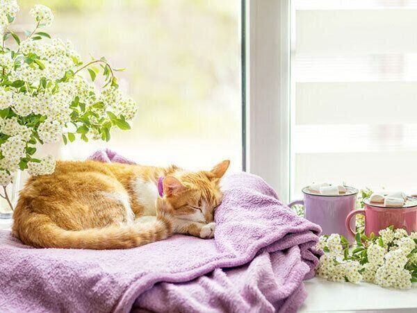 眠る猫