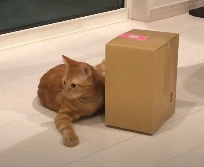 猫と箱