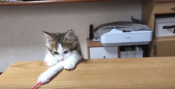 顔を出す子猫