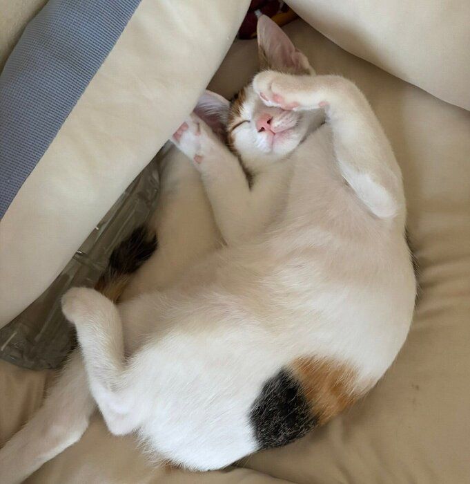 “へそ天”で眠る二二ちゃん