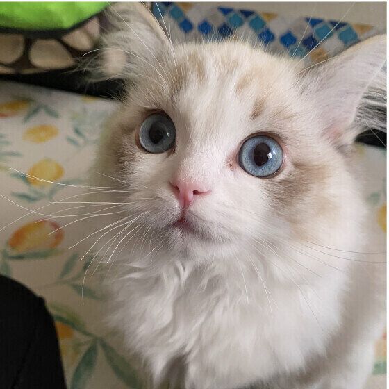 まんまるお目々のラグドール