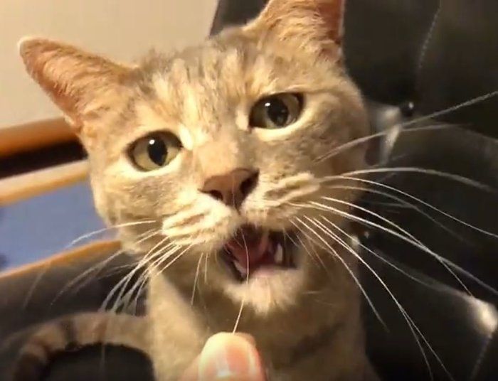 ひげをはむはむする猫