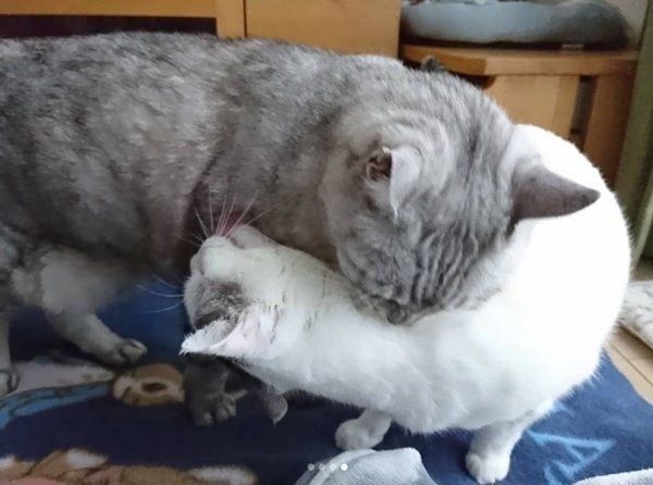 一緒に眠る猫